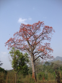 Arbre Agou