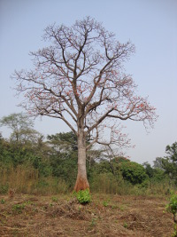 Arbre Agou